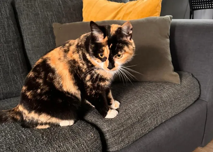 Penthouse In Apartmán